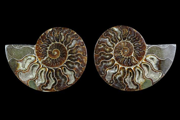 Sliced Ammonite Fossil - Agatized #124988
